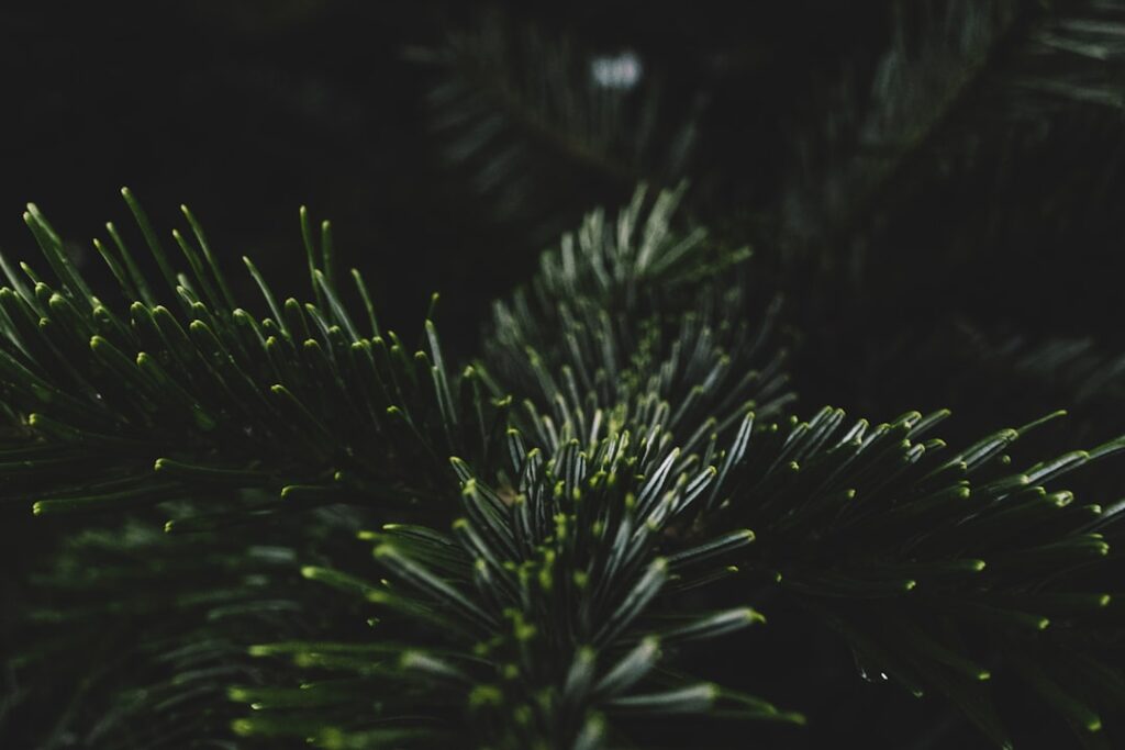 Dit is de leeftijd van Jade Anna van Vliet en haar weg naar bekendheid