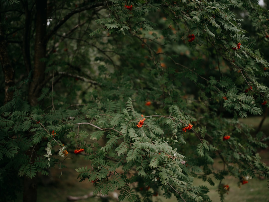 Ruben Bontekoe als inspirerende ondernemer in de Nederlandse zakenwereld