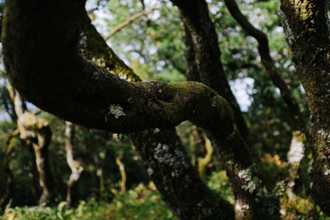 Muziek downloaden op je telefoon: zo doe je dat veilig en makkelijk
